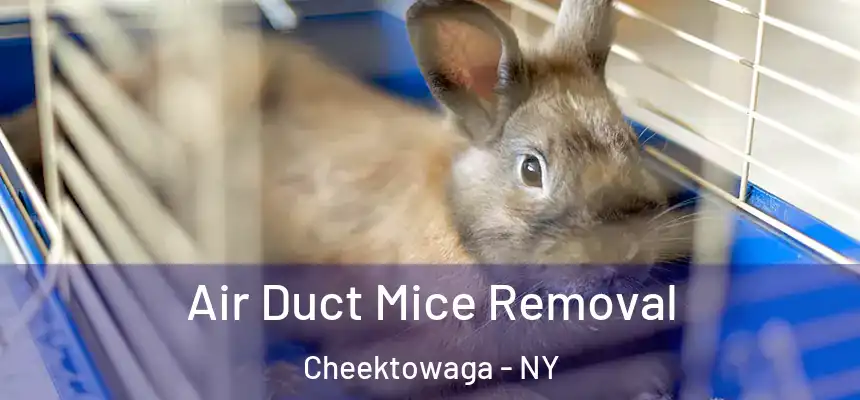 Air Duct Mice Removal Cheektowaga - NY